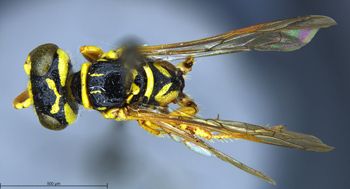 Media type: image;   Entomology 13756 Aspect: habitus dorsal view